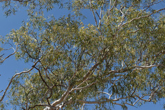 Corymbia serendipita