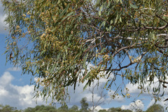 Corymbia serendipita