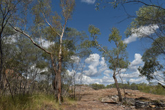 Corymbia serendipita
