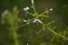 Cleomaceae