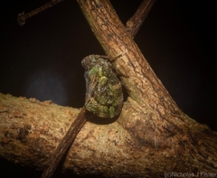 Cotylana angustifrons