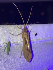 Platycentropus radiatus