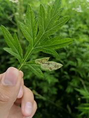Calycomyza artemisiae