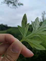 Calycomyza artemisiae
