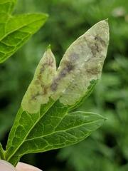 Calycomyza artemisiae