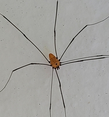 Leiobunum nigropalpi