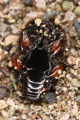 Spilodiscus instratus