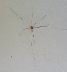 Leiobunum nigropalpi