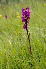 Dactylorhiza traunsteineri