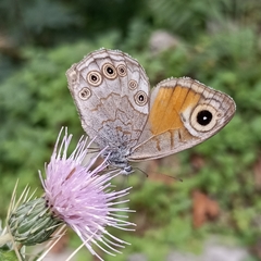 Lasiommata schakra