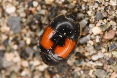 Spilodiscus instratus