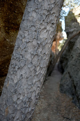 Xanthostemon umbrosus