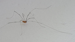 Leiobunum nigropalpi