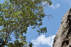 Xanthostemon umbrosus