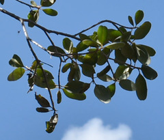 Xanthostemon umbrosus