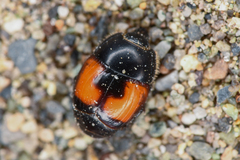 Spilodiscus instratus