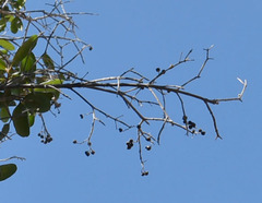 Xanthostemon umbrosus