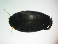 Agabus bipustulatus