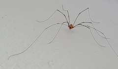 Leiobunum nigropalpi