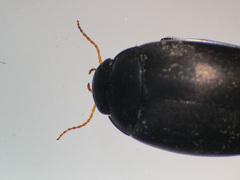 Agabus bipustulatus