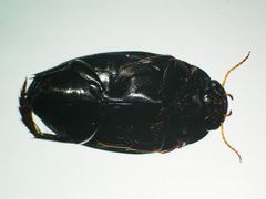 Agabus bipustulatus