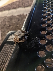 Osteopilus septentrionalis