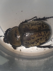 Dynastes tityus