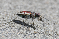 Cicindela lengi