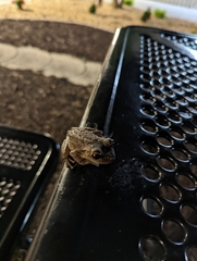 Osteopilus septentrionalis