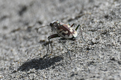 Cicindela lengi