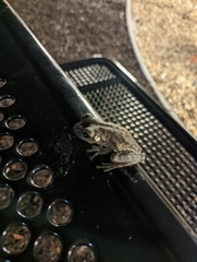 Osteopilus septentrionalis