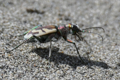 Cicindela lengi