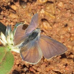 Anthene dulcis dulcis