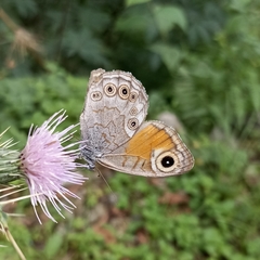 Lasiommata schakra
