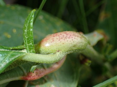 Puccinia minutissima