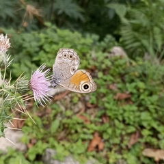 Lasiommata schakra