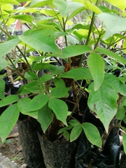 Bursera krusei