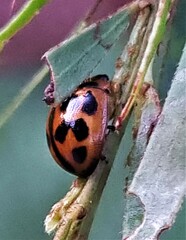 Peltoschema basicolle