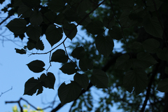Tilia americana heterophylla