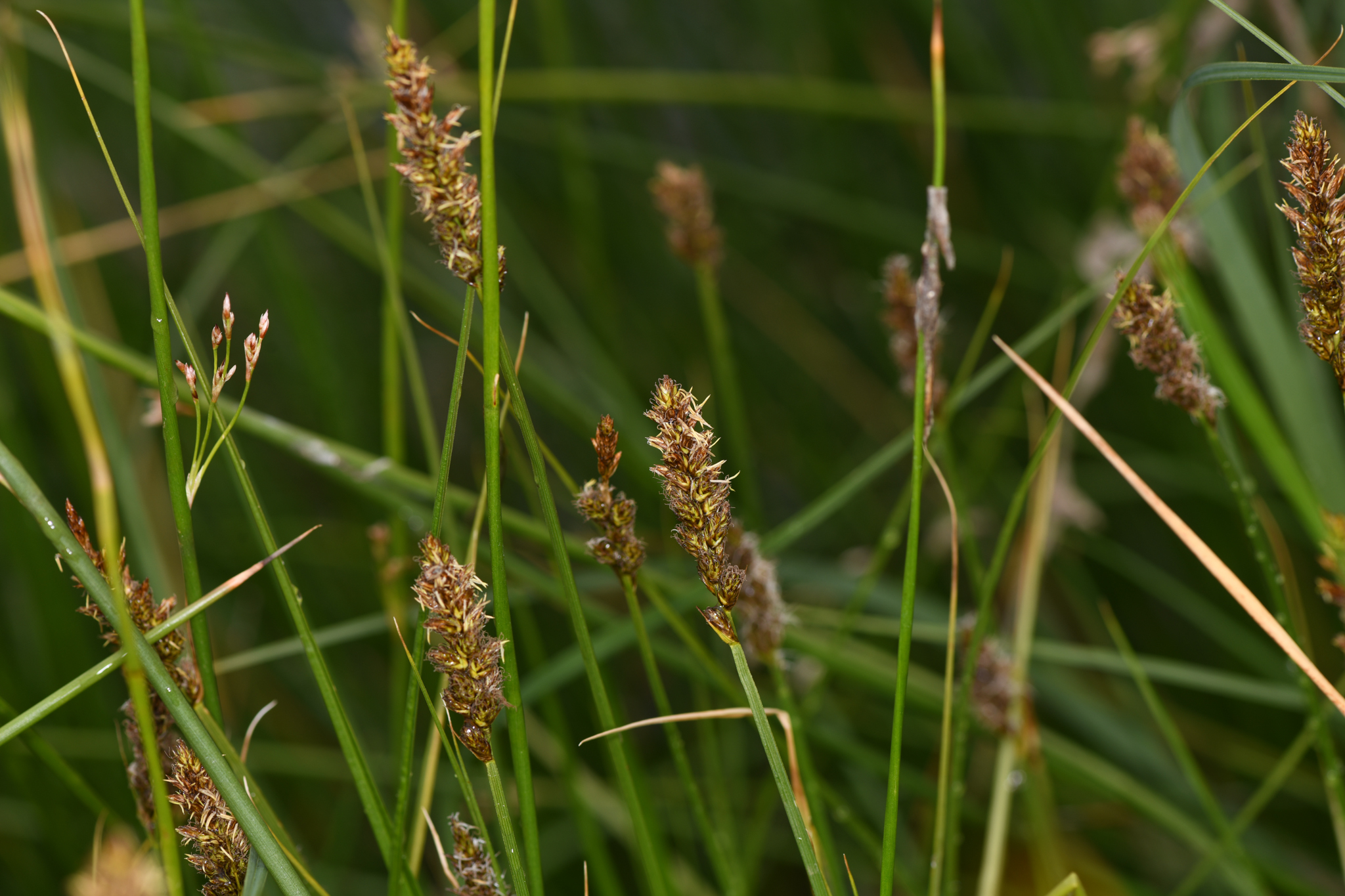 Carex sartwellii