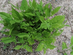 Aristolochia nelsonii