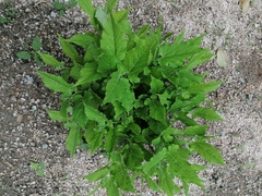 Aristolochia nelsonii