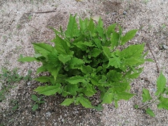 Aristolochia nelsonii
