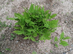 Aristolochia nelsonii