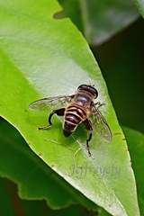 Mallota curvigaster