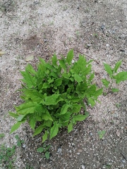 Aristolochia nelsonii