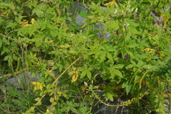Cleomaceae