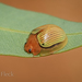 Paropsisterna basalis - Photo (c) Felix Fleck, algunos derechos reservados (CC BY-NC), uploaded by Felix Fleck