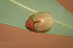 Paropsisterna basalis