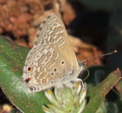 Anthene dulcis dulcis